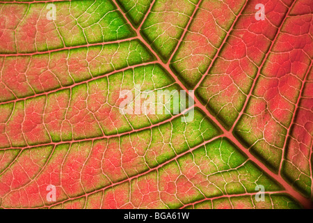 Feuille d'idées colorées, détail, Poinsettia Euphorbia pulcherrima, Noël populaires de plante. Banque D'Images