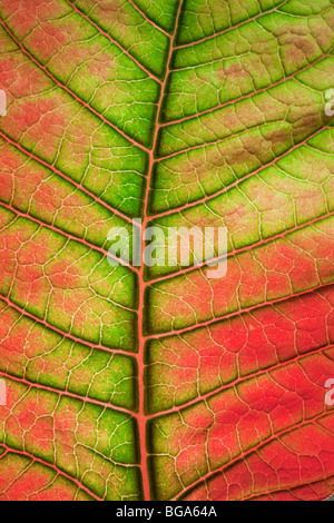 Feuille d'idées colorées, détail, Poinsettia Euphorbia pulcherrima, Noël populaires de plante. Banque D'Images