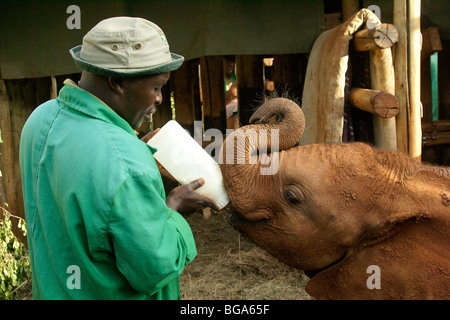 Donner du lait au gardien d'éléphants orphelins veau, Nairobi, Kenya Banque D'Images