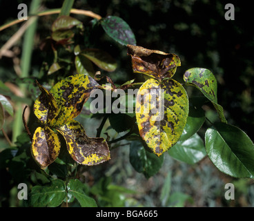 Rose black spot (Diplocarpon rosae) Maladies graves dommages aux feuilles de rose Banque D'Images