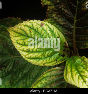 La chlorose des feuilles trifoliolées causé par la chaux a induit une carence en fer (Fe) dans l'hortensia Banque D'Images