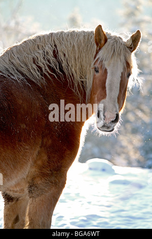 Cheval, cheval de trait belge à l'extérieur en hiver avec la neige. Également connu sous le nom de projet de cheval. Banque D'Images