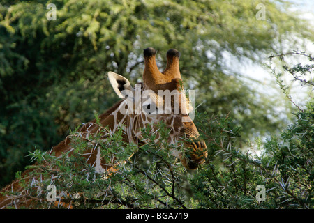 Giraffe réticulée se nourrissant d'acacia épineux, Samburu, Kenya Banque D'Images