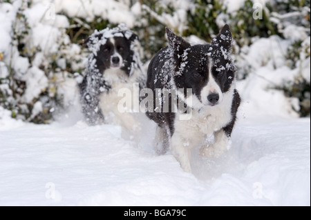 Border Collie chiens dans la neige Banque D'Images