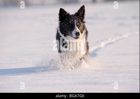 Border Collie chiens dans la neige Banque D'Images