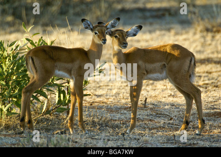 Les jeunes impalas, Samburu, Kenya Banque D'Images