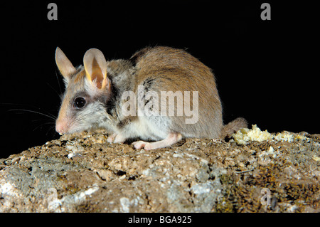 Jardin Loir (Eliomys quercinus), Andujar, Jaen province, Andalusia, Spain Banque D'Images