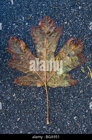 Un dampend aplati feuille d'érable sur une voie asphaltée. Vancouver, BC, Canada. Banque D'Images