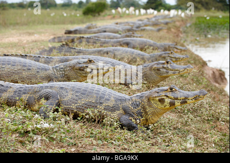 Groupe d'énormes caïmans yacare, Pantanal, Mato Grosso, Brésil, Amérique du Sud Banque D'Images