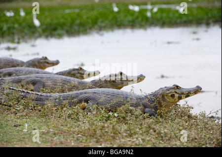 Groupe d'énormes caïmans yacare, Pantanal, Mato Grosso, Brésil, Amérique du Sud Banque D'Images