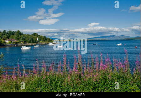 Yachts au mouillage dans la baie à Connel nr Aergyll & Bute Ecosse Oban Banque D'Images