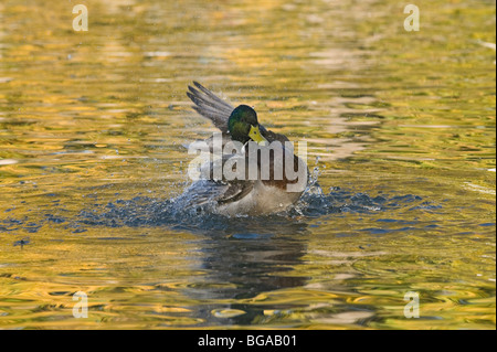 L'Italie, Piémont, Racconigi (cn), un mâle de Mallard lave lui-même Banque D'Images