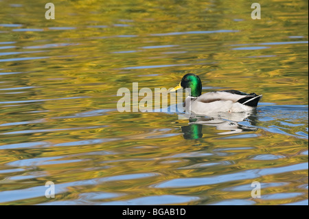 L'Italie, Piémont, Racconigi (cn), un mâle de Canard colvert nageant dans un étang Banque D'Images