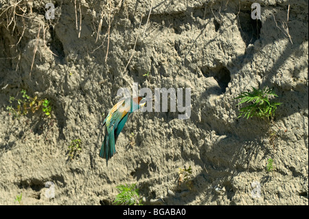 L'Italie, Piémont, Mezzi Po (d), une abeille-eater sur l'aile d'arriver au nid avec la nourriture pour ses poussins Banque D'Images