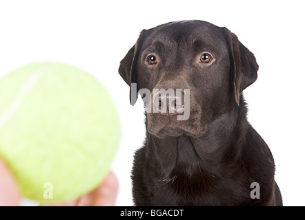 Prise d'un beau Labrador chocolat à la recherche lors d'une balle de tennis Banque D'Images