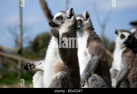 Groupe des lémuriens (ring-tailed lemur catta) bain de soleil Banque D'Images