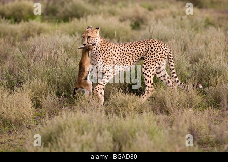 Cheetah avec les jeunes de la Gazelle de Thomson Banque D'Images