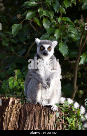 Untitled Document Adultes (Lemur catta) profiter du soleil Banque D'Images