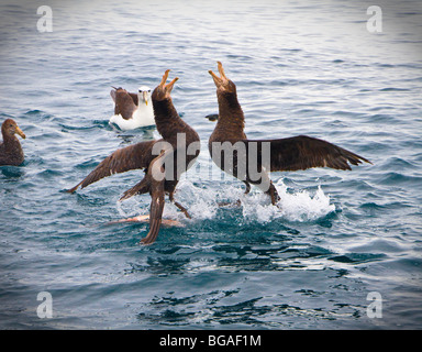 Un regard sur la vie en Nouvelle-Zélande. Deux pétrels géants (Macronectes giganteus) disputent un petit poisson. Banque D'Images