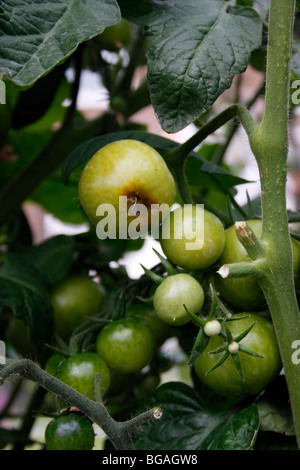 La pourriture apicale SUR LES PLANTS DE TOMATES Banque D'Images