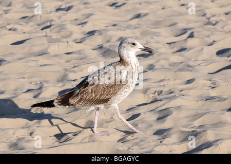 Mew (probablement jeune Goéland argenté (Larus argentatus) balade sur la plage de la mer Baltique, Swinoujscie, Pologne Banque D'Images