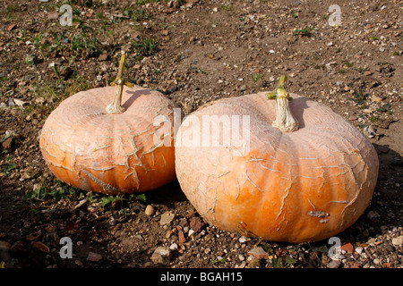 ORANGE CITROUILLE. MAMOTH récoltés CUCURBITA. Banque D'Images