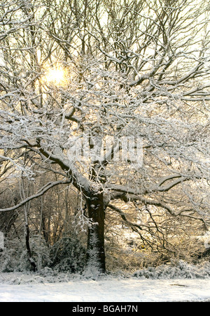 Soleil d'hiver à travers un arbre couvert de neige Banque D'Images