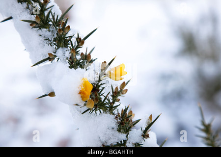 Fleur jaune sur la neige a couvert l'ajonc Ulex europaeus, bush, Kent UK winter Banque D'Images