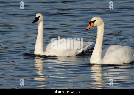 Et le cygne tuberculé côte à côte sur lagoon-Victoria, Colombie-Britannique, Canada. Banque D'Images