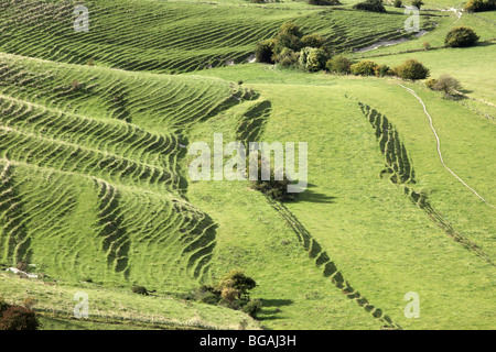 Vue sur les terrasses de Westbury White Horse, Wiltshire, Angleterre, Royaume-Uni Banque D'Images