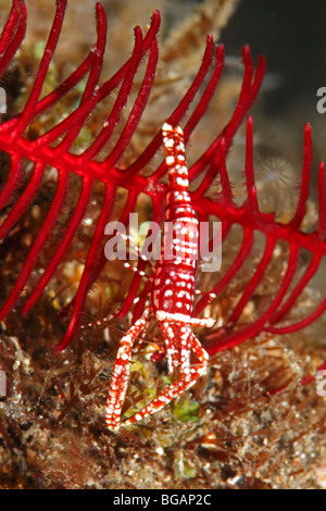 Leopard rouge et blanc, crevettes des crinoïdes Laomenes pardus, précédemment Periclimenes amboinensis, vivant sur son hôte crinoïde. Banque D'Images