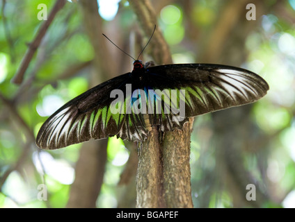 Un papillon de couleur frappante de la Cites perché sur les feuilles vertes d'une plante tropicale dans KL's awesome Butterfly Conservatory. Banque D'Images