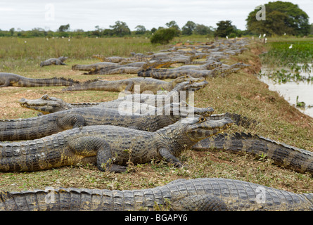 Groupe d'énormes caïmans yacare, Pantanal, Mato Grosso, Brésil, Amérique du Sud Banque D'Images