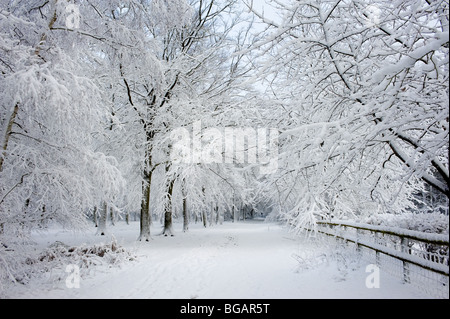 Thornton Park - fortes chutes de neige dans les bois d'Essex. Banque D'Images