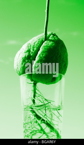 Pierre Avocat/plante poussant dans un petit verre rempli d'eau. Tons vert dans Photoshop. Banque D'Images