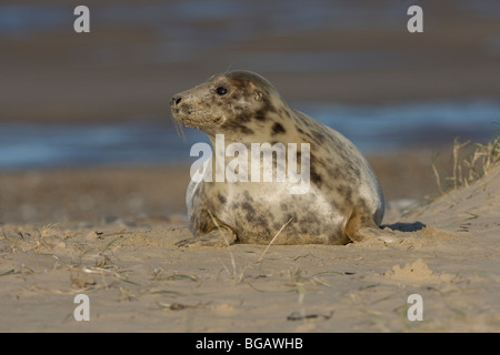 Phoque gris Halichoerus grypus Blakeney Point Norfolk UK Décembre 2009 Banque D'Images