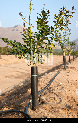 Les gaules citron plantés dans new orchard. Banque D'Images