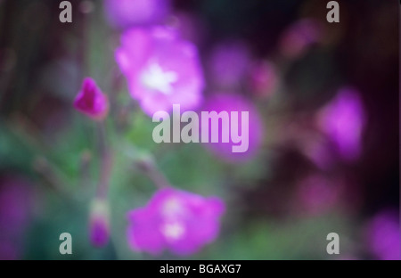 Close up of impressionniste flowerheads rose avec des feuilles de grande willowherb sur un fond sombre Banque D'Images