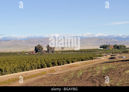 Verger d'agrumes et de l'entreprise canal, vallée centrale de la Californie, USA Banque D'Images