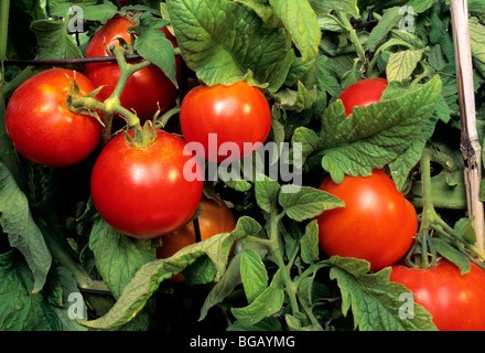 Les tomates 'Early Girl' sur vigne. Banque D'Images