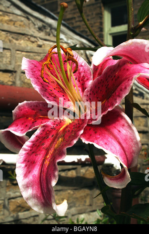 Lys Oriental Stargazer Lilium Famille Lilaceae Banque D'Images