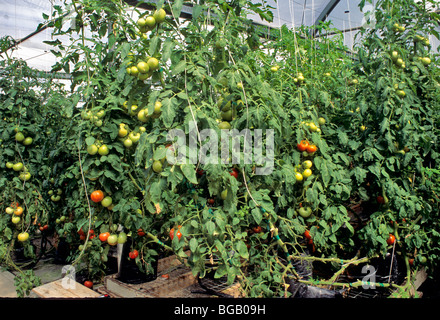 Tomates, serre, culture hydroponique. Banque D'Images