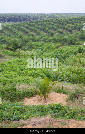 Palmier à huile nouvellement plantées en premier plan avec 3 ans en terrain d'arbres matures et arbres en arrière-plan Banque D'Images