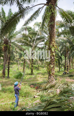 Un travailleur à l'aide de son grand mât de récolte de fruits de palmier pour couper les arbres en haut. Sindora la plantation de palmier à huile, la Malaisie. Banque D'Images