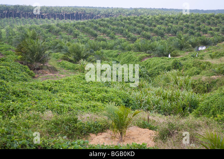 Palmier à huile nouvellement plantées en premier plan avec 3 ans en terrain d'arbres matures et arbres en arrière-plan Banque D'Images