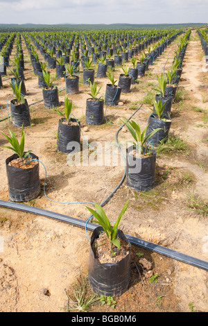 Sur le site pétrolier de pépinière palm utilise l'irrigation goutte-à-goutte à l'eau les plantes en pot. Sindora la plantation de palmiers à huile. Banque D'Images