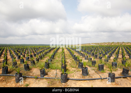 Sur le site pétrolier de pépinière palm utilise l'irrigation goutte-à-goutte à l'eau les plantes en pot. Sindora la plantation de palmiers à huile. Banque D'Images