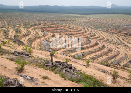 Nouvelles plantations de palmiers où de vieux arbres avaient été coupés. Le terrassement aide à limiter l'érosion. Banque D'Images