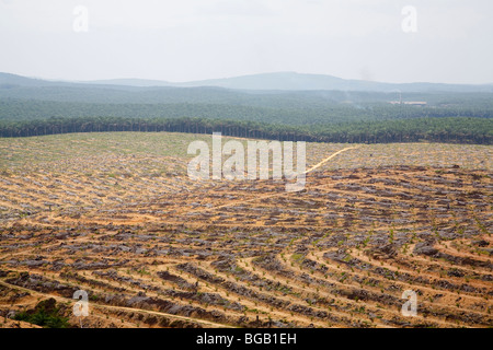 Nouvelles plantations de palmiers où de vieux arbres avaient été coupés. Le terrassement aide à limiter l'érosion. Banque D'Images