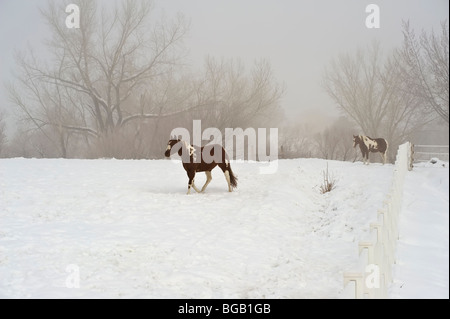 Deux chevaux par temps brumeux champ neigeux Banque D'Images